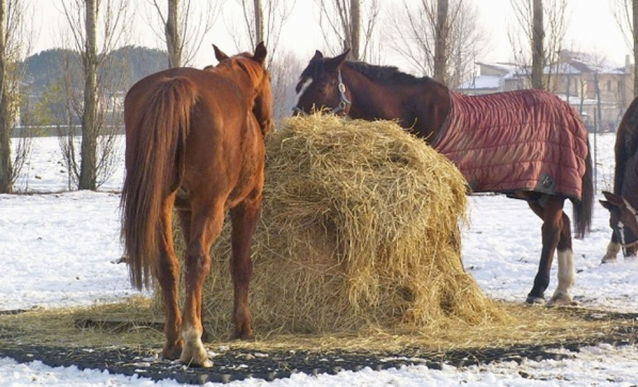 Bodengitter als Paddockplatte, Paddockgitter für Pferde & Reitsport